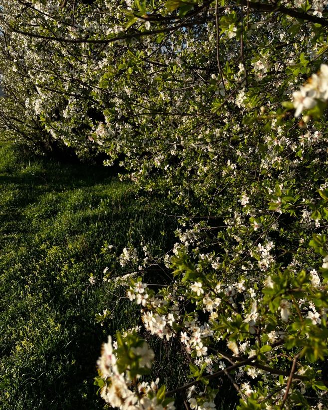 Není nad ranní sluníčko a vůni rozkvetlých stromů… #spring #sprigwalks #herecomesthesun